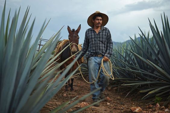 Tequila Shortage | A Cause To Sip Slowly